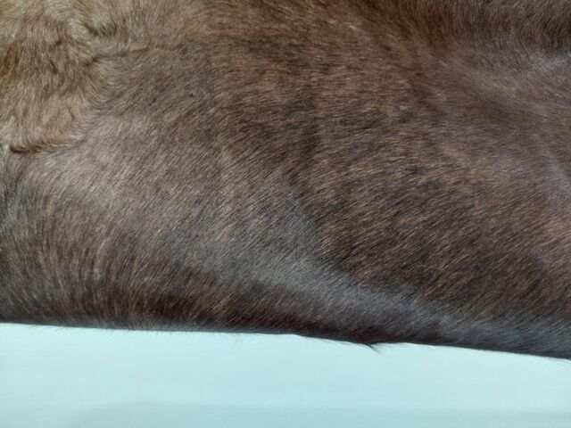 Beautiful Natural Cow Hide Dark Brown Area Floor Rugs 169x179cm