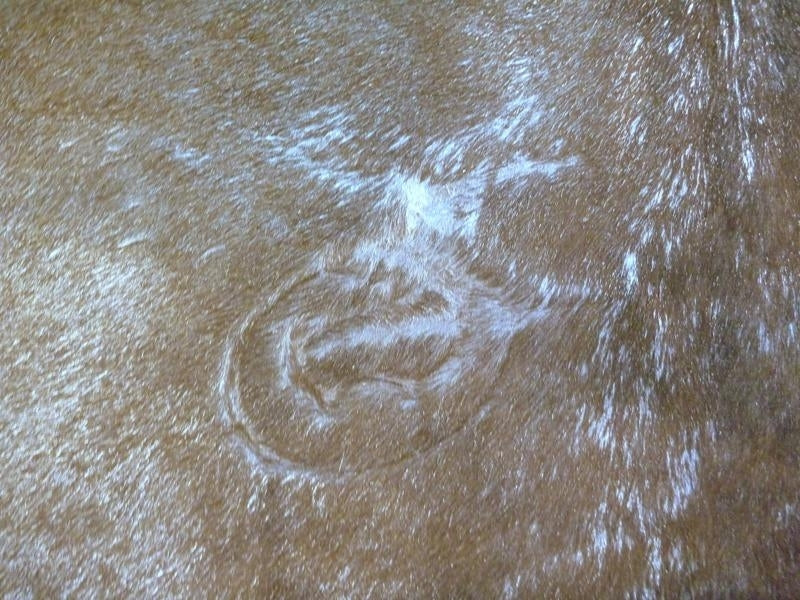 Cowhide Rugs Silver Metallic on Cream Base AAA Grade High Quality Large